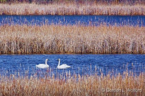 Swans In The Swale_26517.jpg - Trumpeter Swans (Cygnus buccinator) photographed along the Rideau Canal Waterway at Smiths Falls, Ontario, Canada.